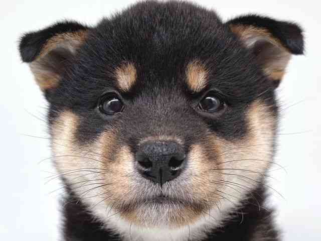 大阪府の柴犬(標準サイズ) (ひごペットフレンドリー瓜破店/2026年2月18日生まれ/女の子/黒)の子犬の1枚目の画像