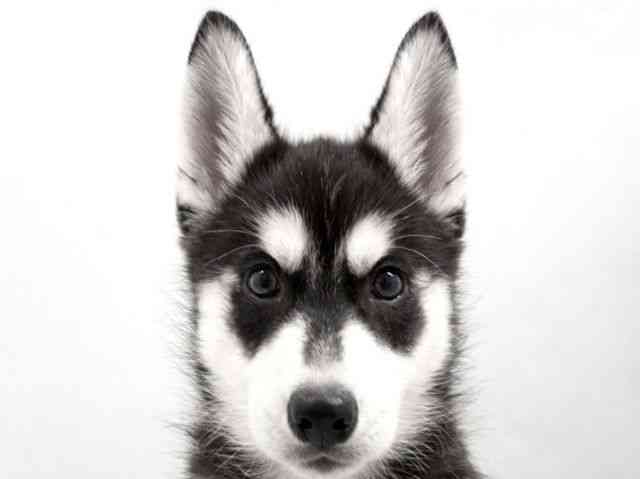 京都府のシベリアンハスキー (ひごペットフレンドリー京都店/2026年2月5日生まれ/女の子/ブラックホワイト)の子犬の1枚目の画像