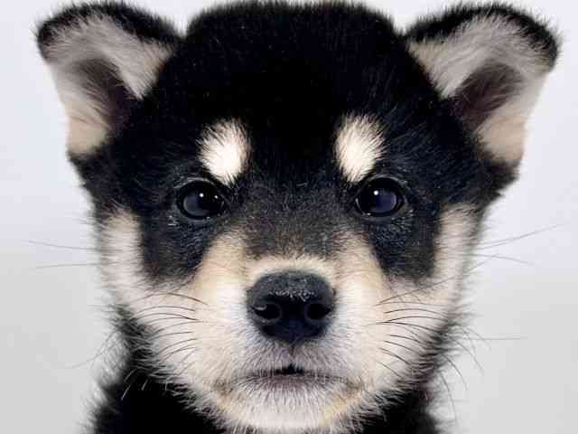 京都府の柴犬(標準サイズ) (ひごペットフレンドリーイズミヤショッピングセンター八幡店/2026年2月13日生まれ/男の子/黒)の子犬の1枚目の画像