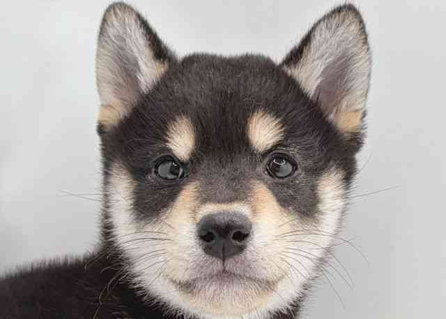 島根県の柴犬(標準サイズ) (ひごペットフレンドリーイオン松江ショッピングセンター店/2026年2月13日生まれ/男の子/黒)の子犬の1枚目の画像