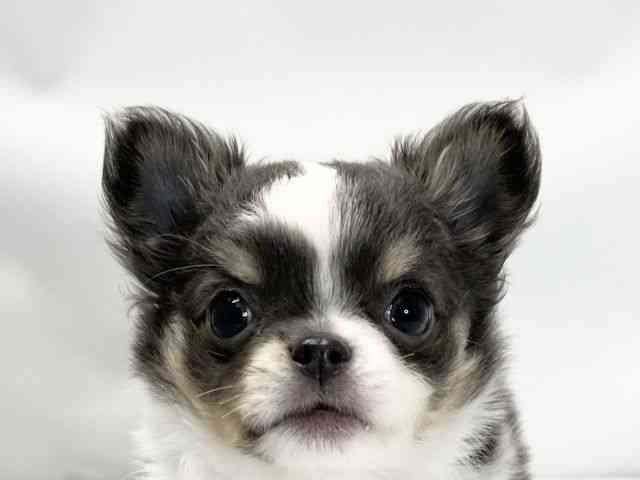 愛媛県のチワワ(ロング) (ひごペットフレンドリーイオンモール今治新都市店/2026年2月17日生まれ/男の子/ブルータンホワイト)の子犬の1枚目の画像