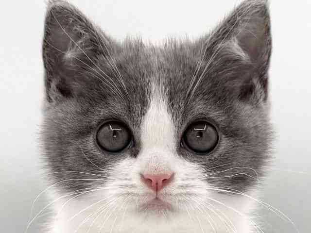 大阪府のブリティッシュショートヘアー (ひごペットフレンドリーイオンそよら海老江店/2026年2月16日生まれ/男の子/ブルーホワイト)の子猫の1枚目の画像