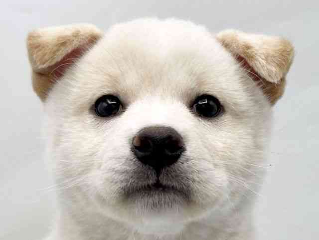 奈良県の柴犬(標準サイズ) (ひごペットフレンドリートナリエ大和高田店/2026年2月18日生まれ/女の子/白)の子犬の1枚目の画像