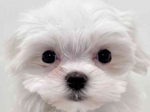 京都府のマルチーズ (ひごペットフレンドリーイズミヤショッピングセンター八幡店/2026年2月17日生まれ/女の子/ホワイト)の子犬の1枚目の画像