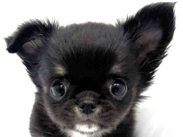 大阪府のチワワ(ロング) (ひごペットフレンドリーイオンタウン茨木太田店/2026年2月18日生まれ/女の子/ブラックタンホワイト)の子犬