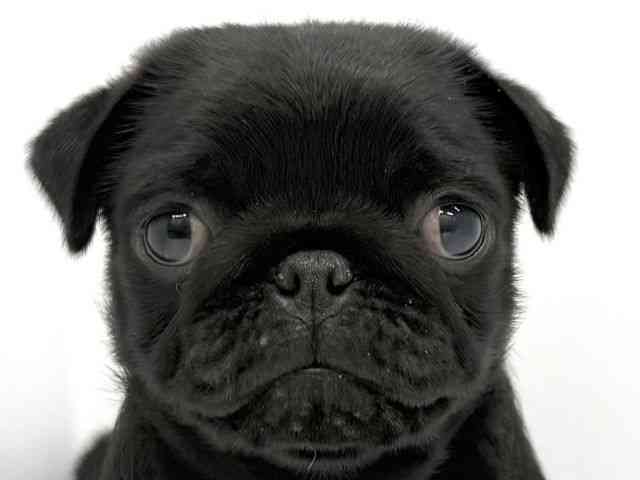 大阪府のパグ (ひごペットフレンドリーイオンタウン茨木太田店/2026年2月19日生まれ/男の子/ブラック)の子犬の1枚目の画像