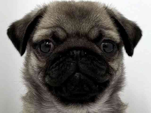 大阪府のパグ (ひごペットフレンドリーベルファⅡ都島店/2026年2月19日生まれ/女の子/フォーン)の子犬の1枚目の画像