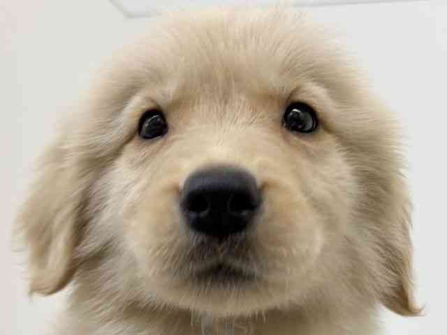 兵庫県のゴールデンレトリバー (ひごペットフレンドリーブルメールHAT神戸店/2026年2月17日生まれ/女の子/ゴールデン)の子犬