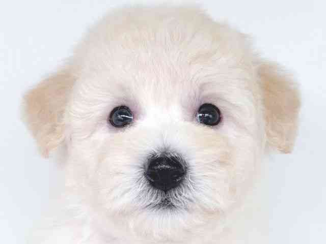 大阪府のビションプー(ビションフリーゼ×プードル) (ひごペットフレンドリー瓜破店/2026年2月14日生まれ/男の子/クリーム)の子犬