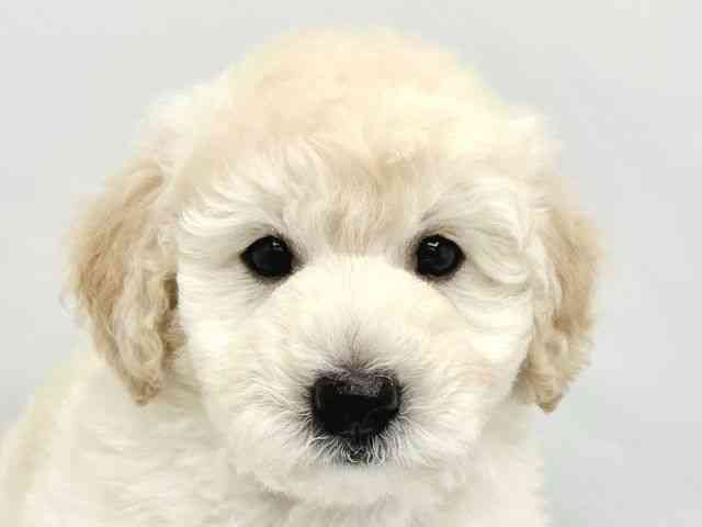 兵庫県のビションプー(ビションフリーゼ×プードル) (ひごペットフレンドリーブルメールHAT神戸店/2026年2月14日生まれ/男の子/クリーム)の子犬