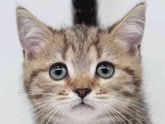 大阪府のスコティッシュフォールド (ひごペットフレンドリー瓜破店/2026年2月13日生まれ/男の子/ブラウンタビー)の子猫の1枚目の画像