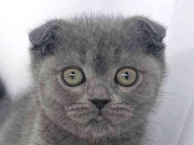 兵庫県のスコティッシュフォールド (ひごペットフレンドリーイオンタウン加古川店/2026年2月14日生まれ/女の子/ブルー)の子猫の1枚目の画像