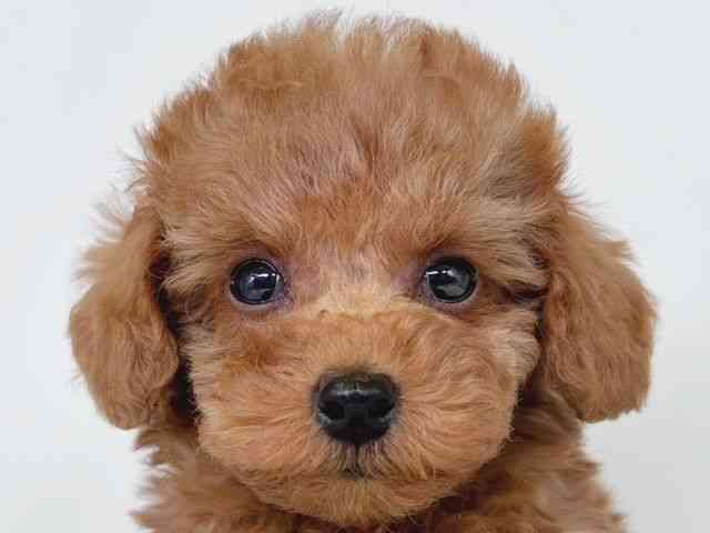 大阪府のトイプードル(トイ) (ひごペットフレンドリー瓜破店/2026年2月15日生まれ/男の子/レッドフォーン)の子犬の1枚目の画像