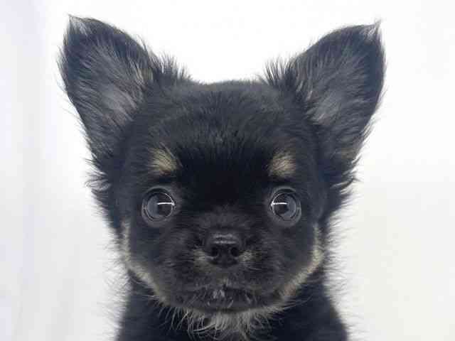 兵庫県のチワワ(ロング) (ひごペットフレンドリーイオンタウン加古川店/2026年2月17日生まれ/男の子/ブラックタンホワイト)の子犬の1枚目の画像