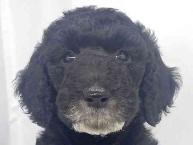 兵庫県のスタンダードプードル (ひごペットフレンドリーイオンタウン加古川店/2026年2月14日生まれ/男の子/ブラック)の子犬の1枚目の画像