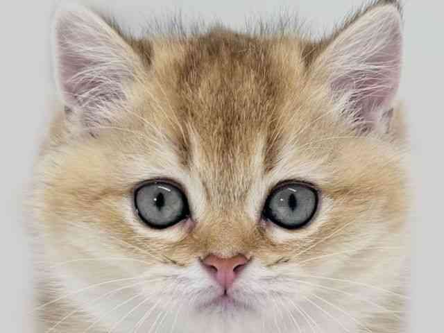 京都府のブリティッシュショートヘアー (ひごペットフレンドリーイズミヤショッピングセンター八幡店/2026年2月18日生まれ/女の子/ブラックゴールデンシェーデット)の子猫の1枚目の画像