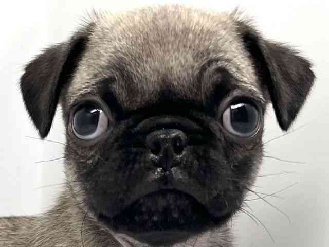 京都府のパグ (ひごペットフレンドリー洛北阪急スクエア店/2026年2月20日生まれ/男の子/フォーン)の子犬の1枚目の画像