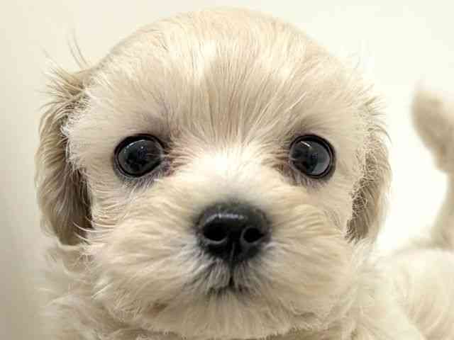 兵庫県のマルプー(マルチーズ×プードル) (ひごペットフレンドリーブルメールHAT神戸店/2026年2月19日生まれ/男の子/アプリコット)の子犬