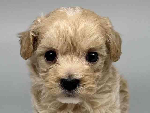 徳島県のマルプー(マルチーズ×プードル) (ひごペットフレンドリーゆめタウン徳島店/2026年2月21日生まれ/男の子/アプリコット)の子犬の1枚目の画像