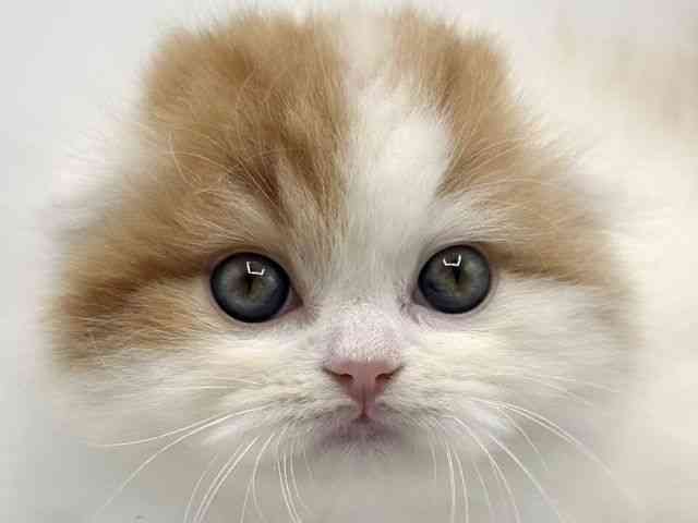 香川県のスコティッシュフォールド (ひごペットフレンドリーゆめタウン高松店/2026年2月22日生まれ/女の子/レッドタビーホワイト)の子猫の1枚目の画像