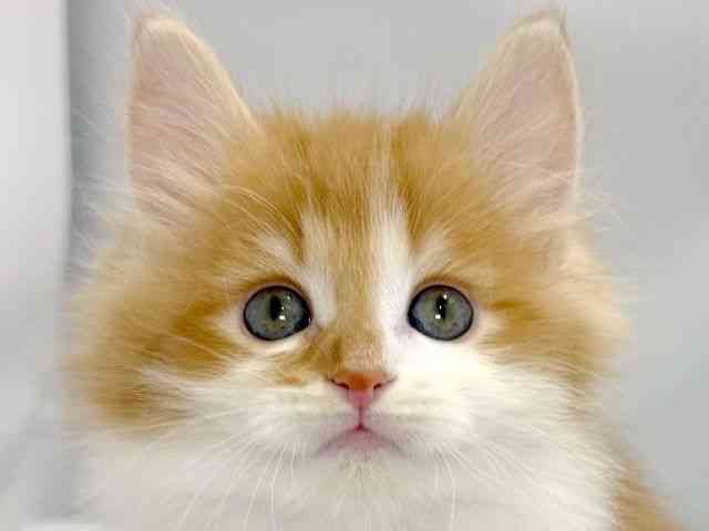 大阪府のノルウェージャンフォレストキャット (ひごペットフレンドリーイズミヤショッピングセンター千里丘店/2026年2月21日生まれ/男の子/レッドタビーホワイト)の子猫の1枚目の画像