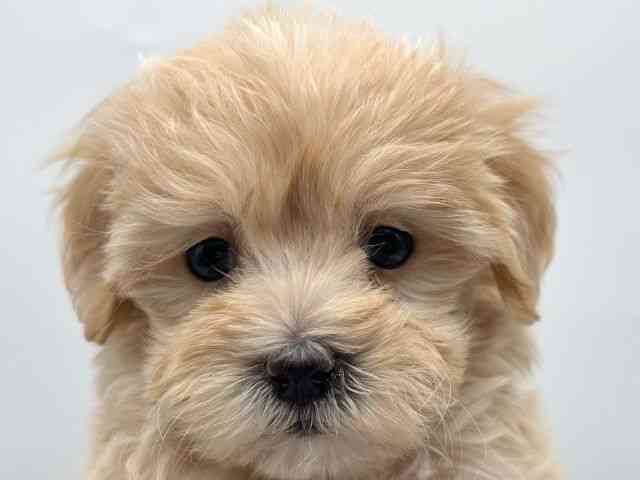 香川県のマルプー(マルチーズ×プードル) (ひごペットフレンドリーゆめタウン高松店/2026年2月19日生まれ/女の子/アプリコット)の子犬