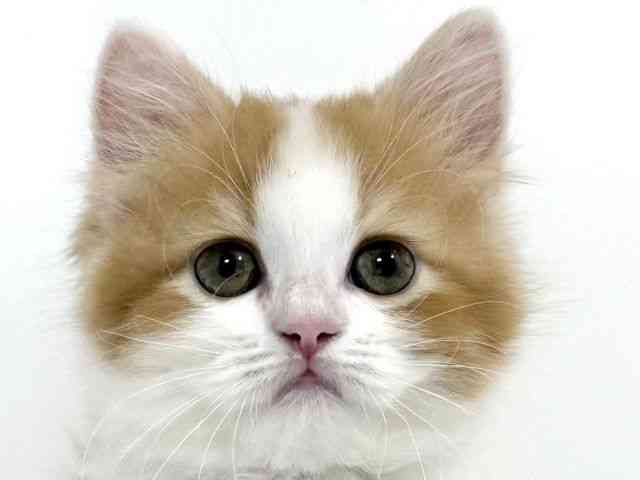 兵庫県のサイベリアン (ひごペットフレンドリーイトーヨーカドー明石店/2026年2月21日生まれ/男の子/レッドホワイト)の子猫