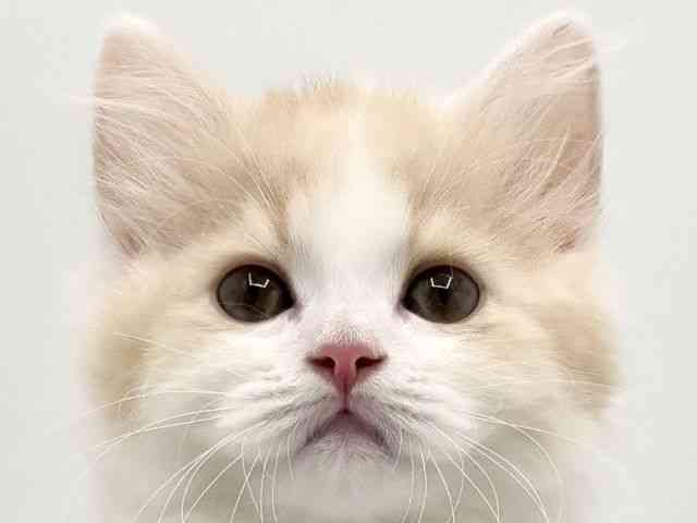 大阪府のサイベリアン (ひごペットフレンドリーみのおキューズモール店/2026年2月21日生まれ/男の子/レッドホワイト)の子猫