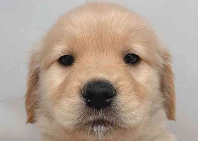 鳥取県のゴールデンレトリバー (ひごペットフレンドリーイオンモール鳥取北店/2026年2月21日生まれ/男の子/ゴールデン)の子犬の1枚目の画像