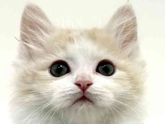 大阪府のマンチカン (ひごペットフレンドリーイオン高槻店/2026年2月13日生まれ/男の子/クリームタビーホワイト)の子猫の1枚目の画像