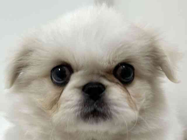 奈良県のペキニーズ (ひごペットフレンドリーイオンモール橿原ウエスト・ビレッジ店/2026年2月19日生まれ/男の子/ホワイトクリーム)の子犬の1枚目の画像