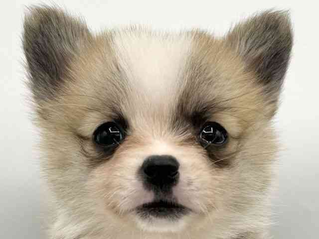 大阪府のポメコーギー(ポメラニアン×コーギー) (ひごペットフレンドリーららぽーとEXPOCITY店/2026年2月16日生まれ/女の子/レッドホワイト)の子犬