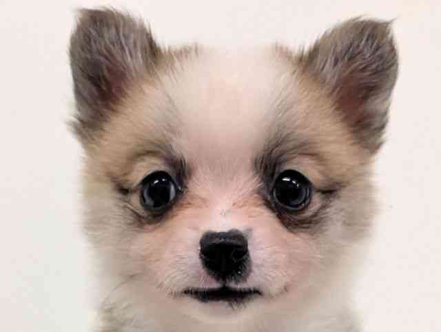 福岡県のポメコーギー(ポメラニアン×コーギー) (ひごペットフレンドリーリバーウォーク北九州店/2026年2月16日生まれ/女の子/レッドホワイト)の子犬の1枚目の画像