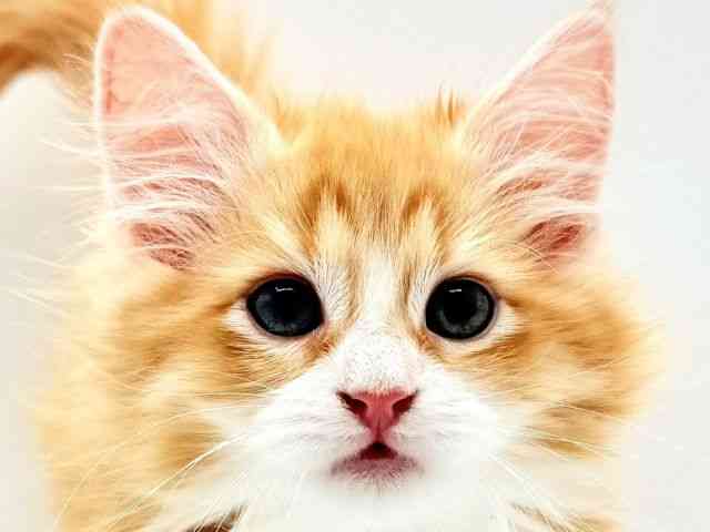 兵庫県のノルウェージャンフォレストキャット (ひごペットフレンドリークラウンパーク伊丹店/2026年2月22日生まれ/女の子/レッドタビーホワイト)の子猫の1枚目の画像