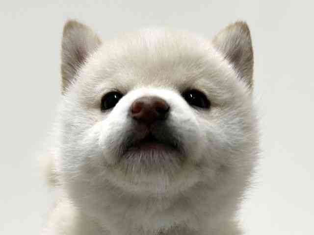 愛知県の柴犬(標準サイズ) (ひごペットフレンドリーららぽーと名古屋みなとアクルス店/2026年2月20日生まれ/女の子/白)の子犬の1枚目の画像