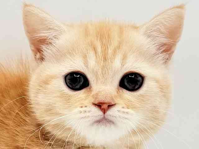 兵庫県のマンチカン (ひごペットフレンドリークラウンパーク伊丹店/2026年2月20日生まれ/女の子/レッドタビー)の子猫の1枚目の画像