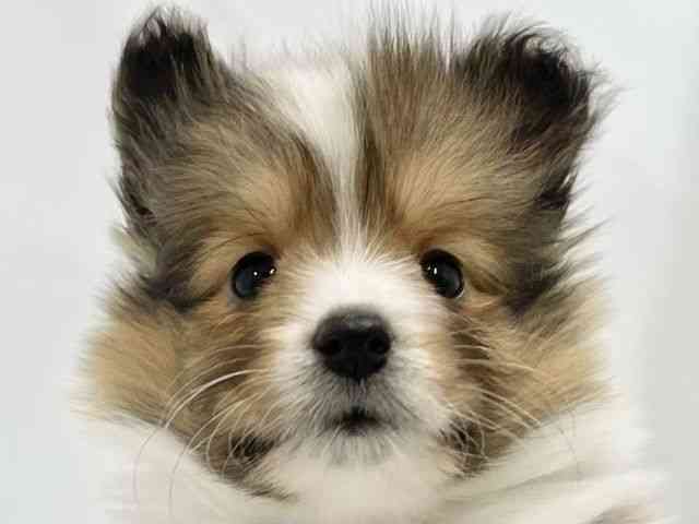 高知県のシェットランドシープドッグ (ひごペットフレンドリーイオンモール高知店/2026年2月20日生まれ/女の子/セーブルホワイト)の子犬の1枚目の画像