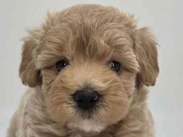 島根県のマルプー(マルチーズ×プードル) (ひごペットフレンドリーイオンモール出雲店/2026年2月20日生まれ/男の子/レッドホワイト)の子犬の1枚目の画像