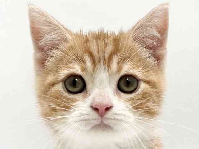 card-img