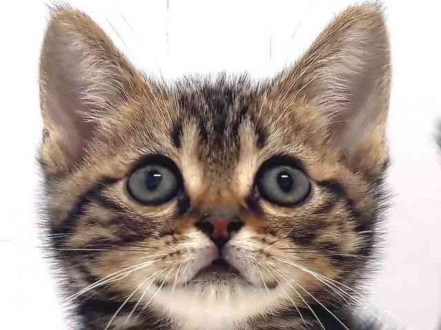 奈良県のアメリカンショートヘアー (ひごペットフレンドリー奈良パワーシティ店/2026年2月19日生まれ/男の子/ブラウンタビー)の子猫の1枚目の画像