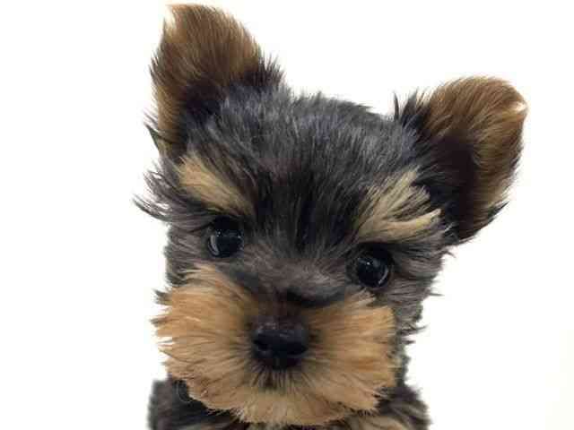 大阪府のヨークシャーテリア (ひごペットフレンドリーくずはモール店/2026年2月19日生まれ/男の子/スチールブルータン)の子犬の1枚目の画像