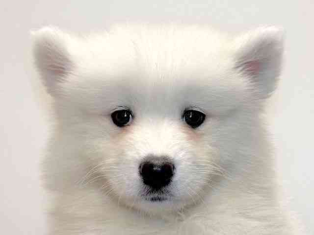 兵庫県のサモエド (ひごペットフレンドリーイトーヨーカドー明石店/2026年2月21日生まれ/女の子/ホワイト)の子犬