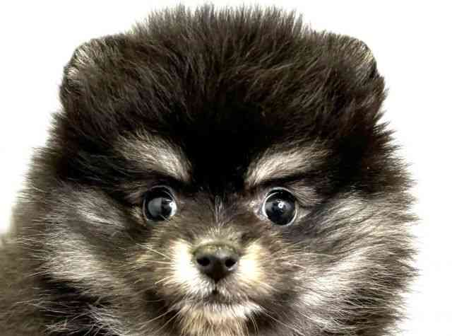 愛媛県のポメラニアン (ひごペットフレンドリーエミフルMASAKI店/2026年2月20日生まれ/女の子/ブラックタンホワイト)の子犬の1枚目の画像