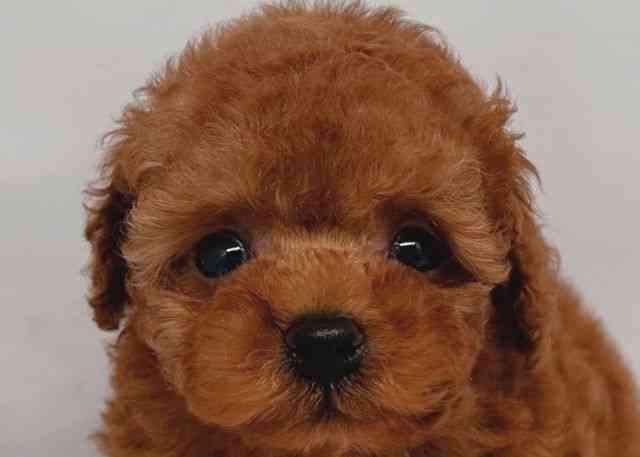 鳥取県のトイプードル(トイ) (ひごペットフレンドリーイオンモール鳥取北店/2026年2月21日生まれ/男の子/レッド)の子犬の1枚目の画像