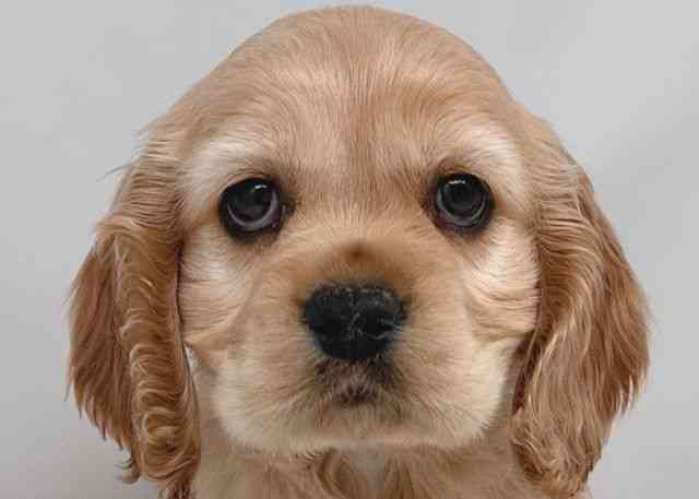 鳥取県のアメリカンコッカースパニエル (ひごペットフレンドリーイオンモール鳥取北店/2026年2月22日生まれ/女の子/バフ)の子犬の1枚目の画像