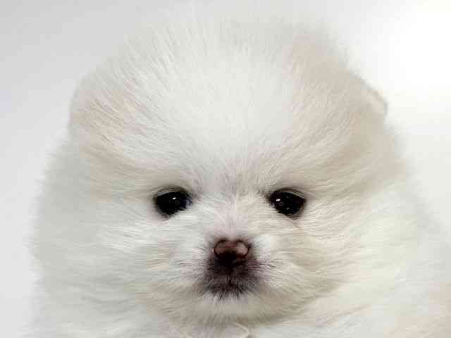 兵庫県のポメラニアン (ひごペットフレンドリーイトーヨーカドー明石店/2026年2月21日生まれ/女の子/ホワイト)の子犬