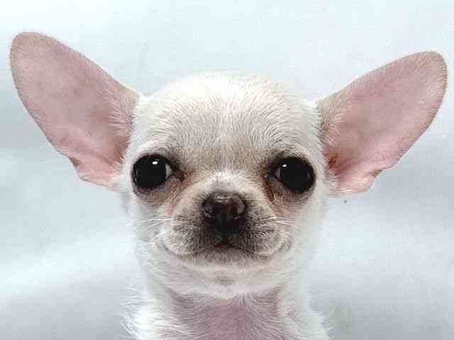 大阪府のチワワ(スムース) (ひごペットフレンドリー堺プラットプラット店/2026年2月21日生まれ/男の子/ホワイト)の子犬の1枚目の画像