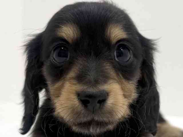 広島県のミニチュアダックスフンド(ロング) (ひごペットフレンドリーフジグラン神辺店/2026年2月20日生まれ/男の子/ブラックイエロー)の子犬の1枚目の画像