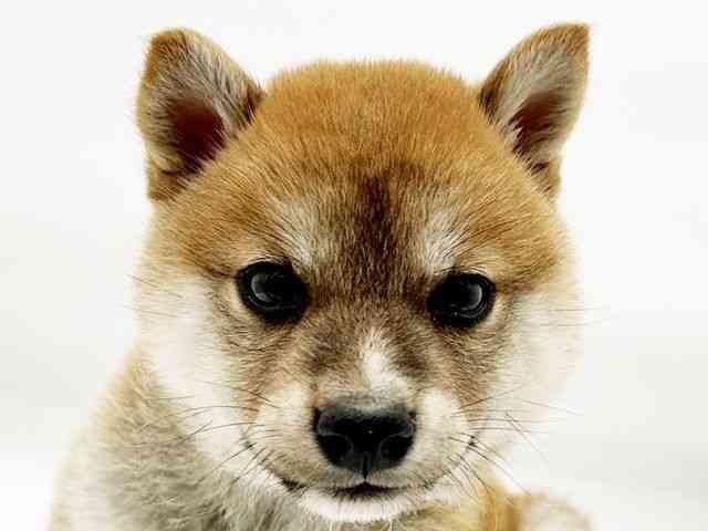 兵庫県の柴犬(標準サイズ) (ひごペットフレンドリーコロワ甲子園店/2026年2月21日生まれ/男の子/赤)の子犬