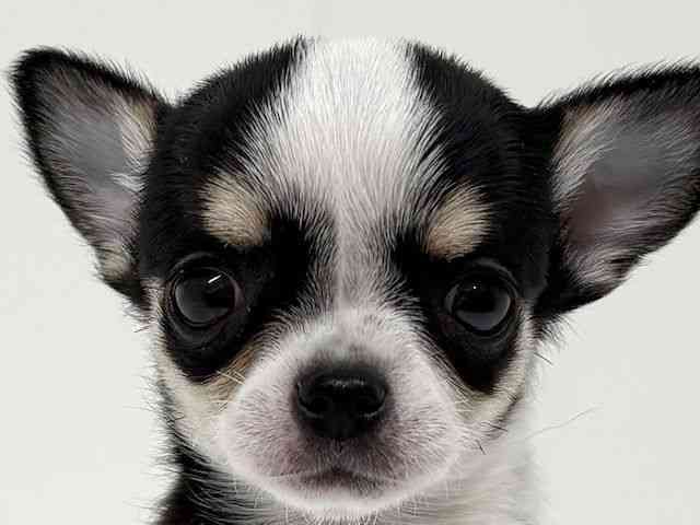 兵庫県のチワワ(スムース) (ひごペットフレンドリーブルメールHAT神戸店/2026年2月21日生まれ/女の子/ブラックホワイトタン)の子犬の1枚目の画像